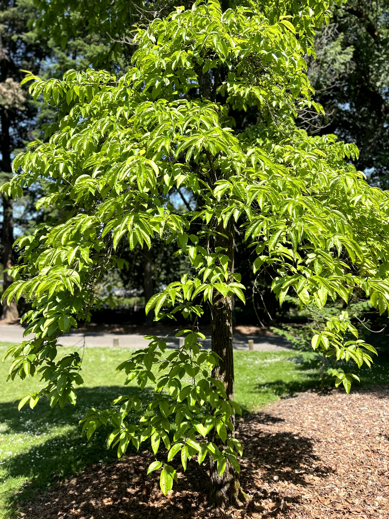 Oxydendrum arboreum, sourwood — upright deciduous (Ericaceae) (image 3 of 14)