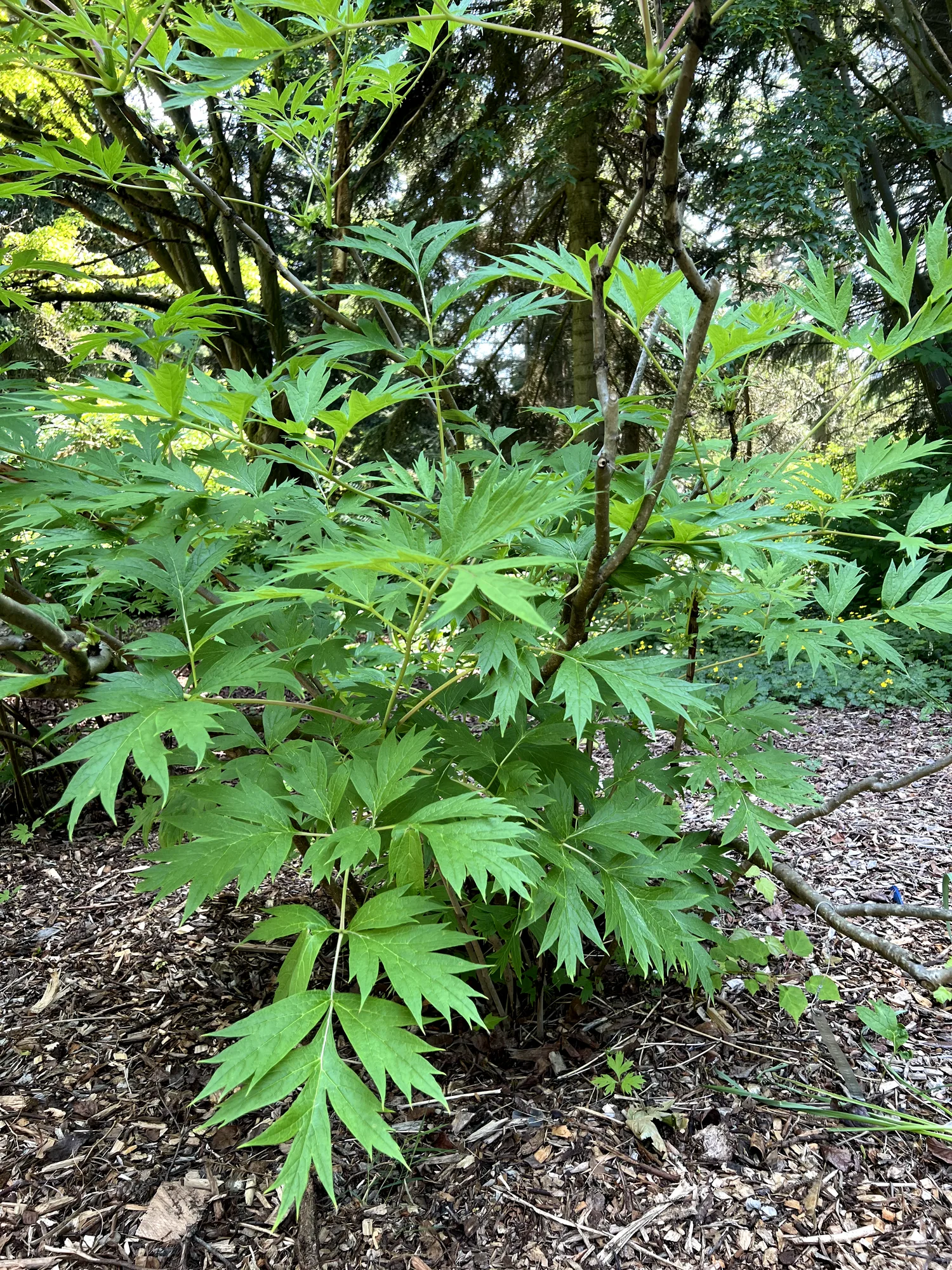 Paeonia spp., tree peony — mounding deciduous (Paeoniaceae) (image 3 of 25)