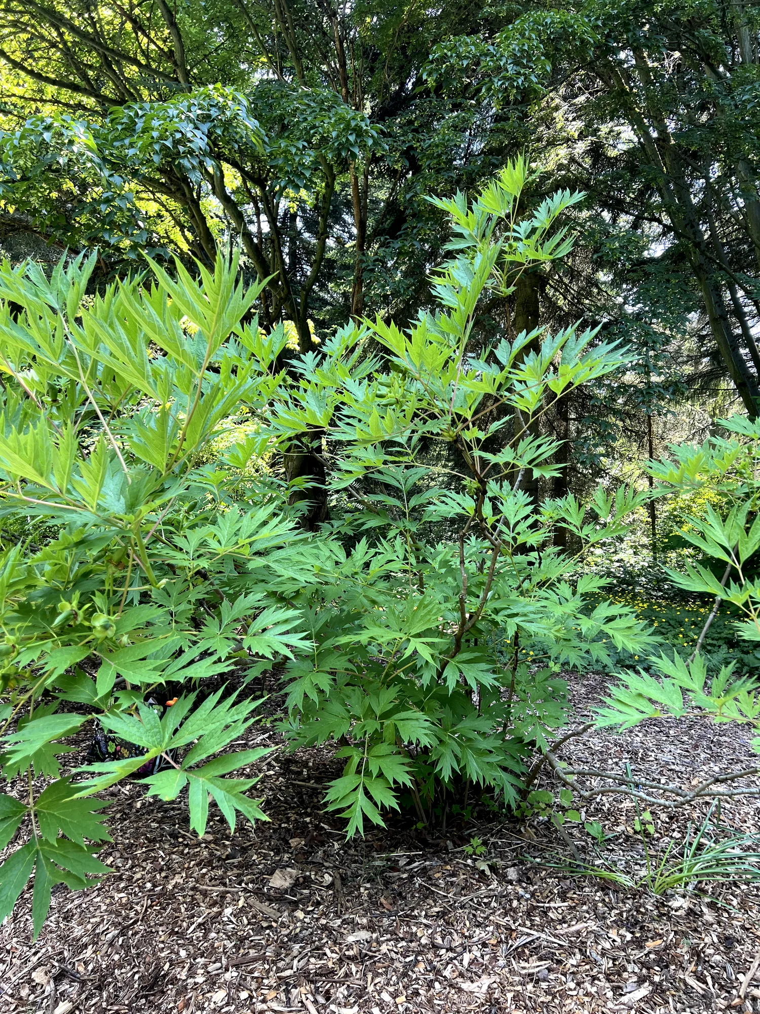 Paeonia spp., tree peony — mounding deciduous (Paeoniaceae) (image 5 of 25)