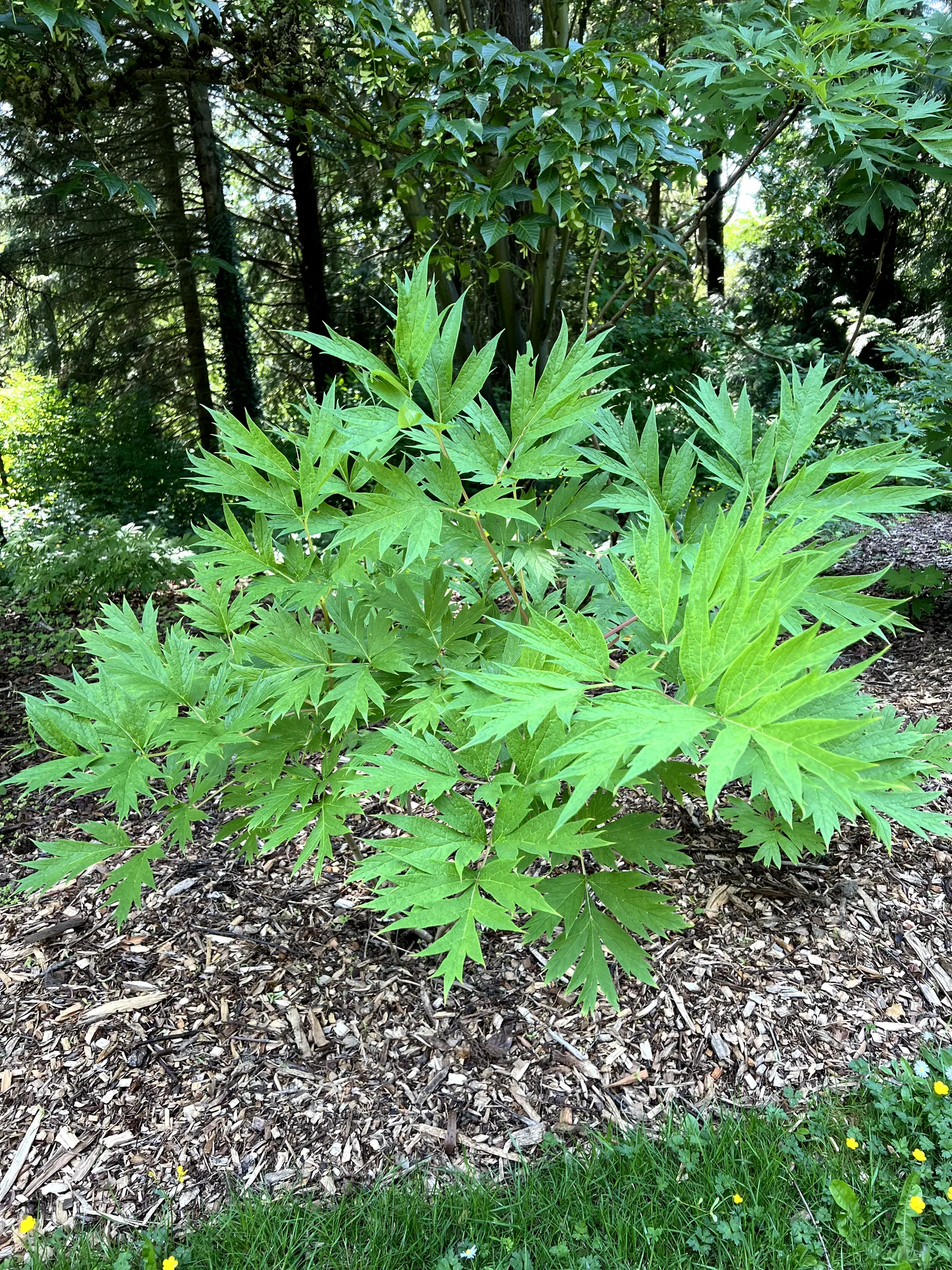 Paeonia spp., tree peony — mounding deciduous (Paeoniaceae) (image 10 of 25)
