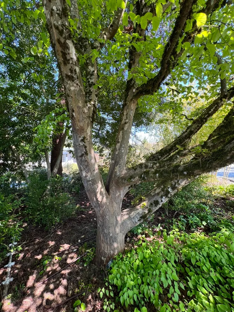 Parrotia persica, Persian parrotia, ironwood