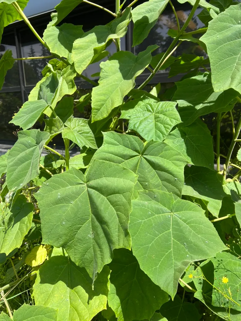 Paulownia tomentosa, empress tree