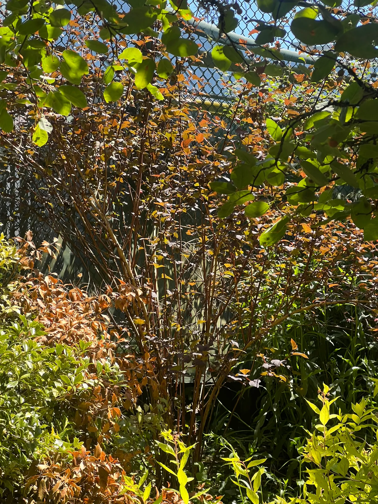 Physocarpus opulifolius 'Monlo', Diabolo® ninebark