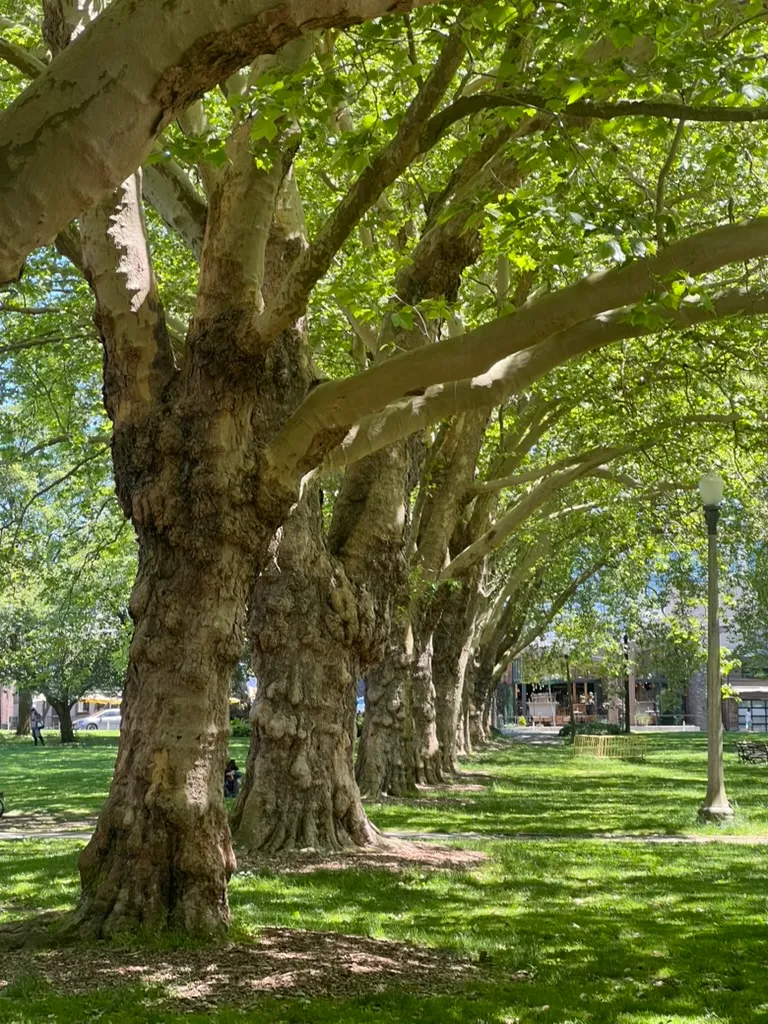 Platanus acerifolia, London plane tree