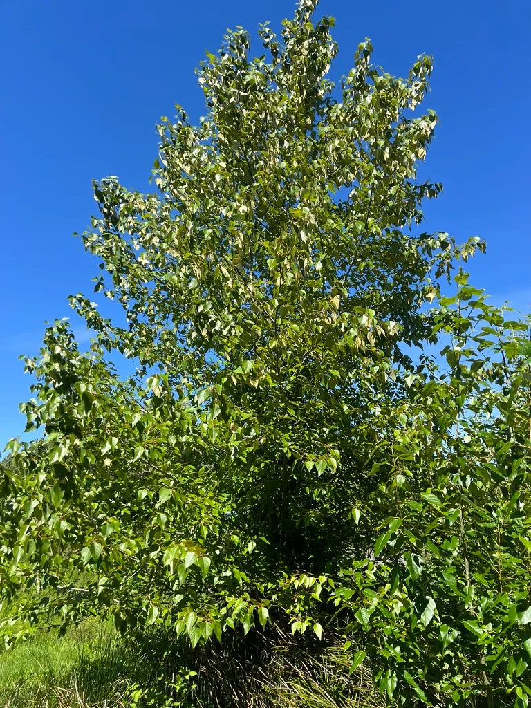Populus balsamifera ssp. trichocarpa, black cottonwood