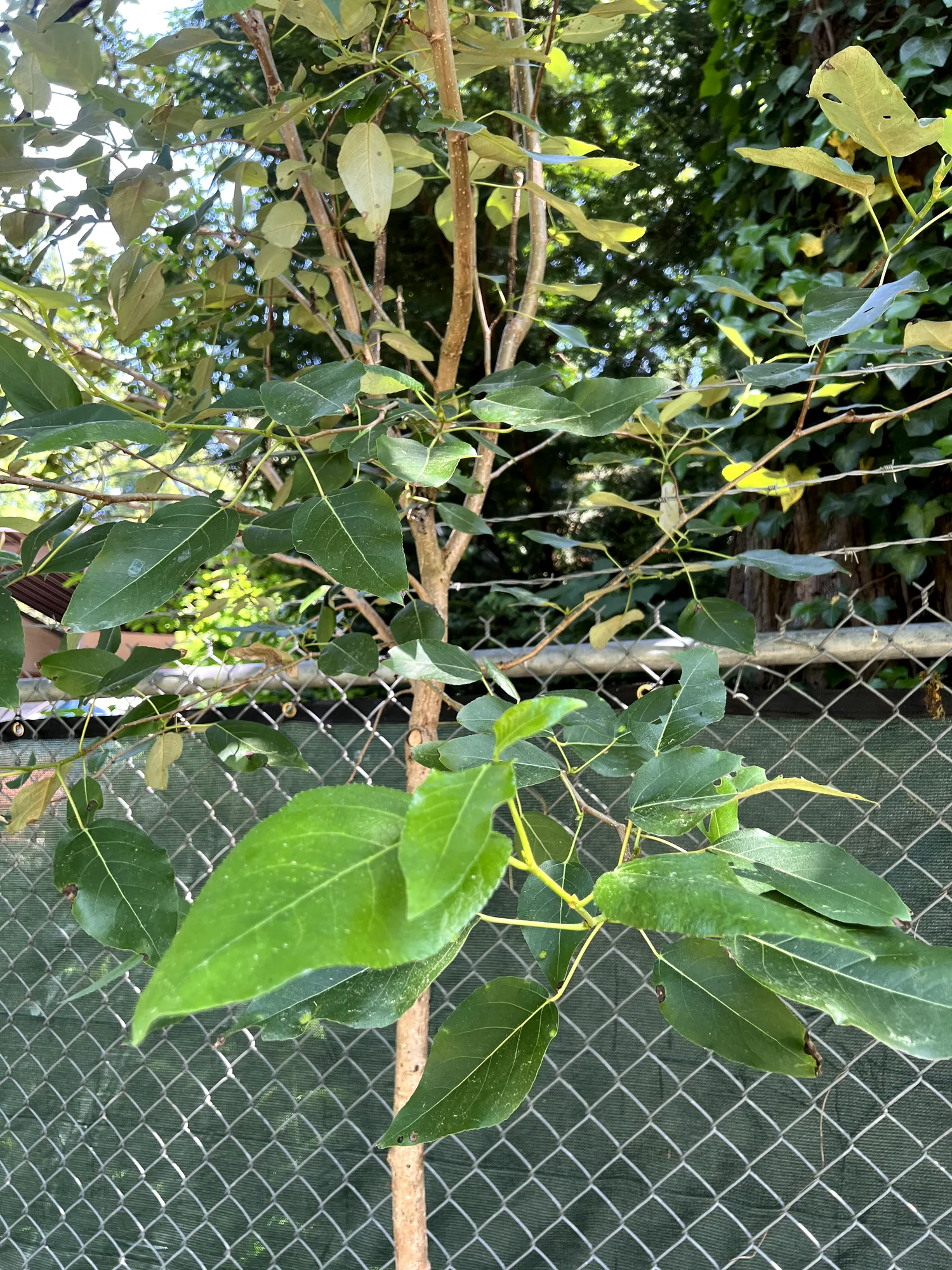 Populus balsamifera ssp. trichocarpa, black cottonwood — upright deciduous (Salicaceae) (image 3 of 19)