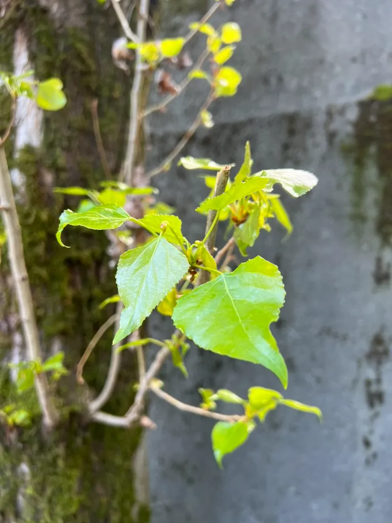 Populus nigra 'Italica', Lombardy poplar