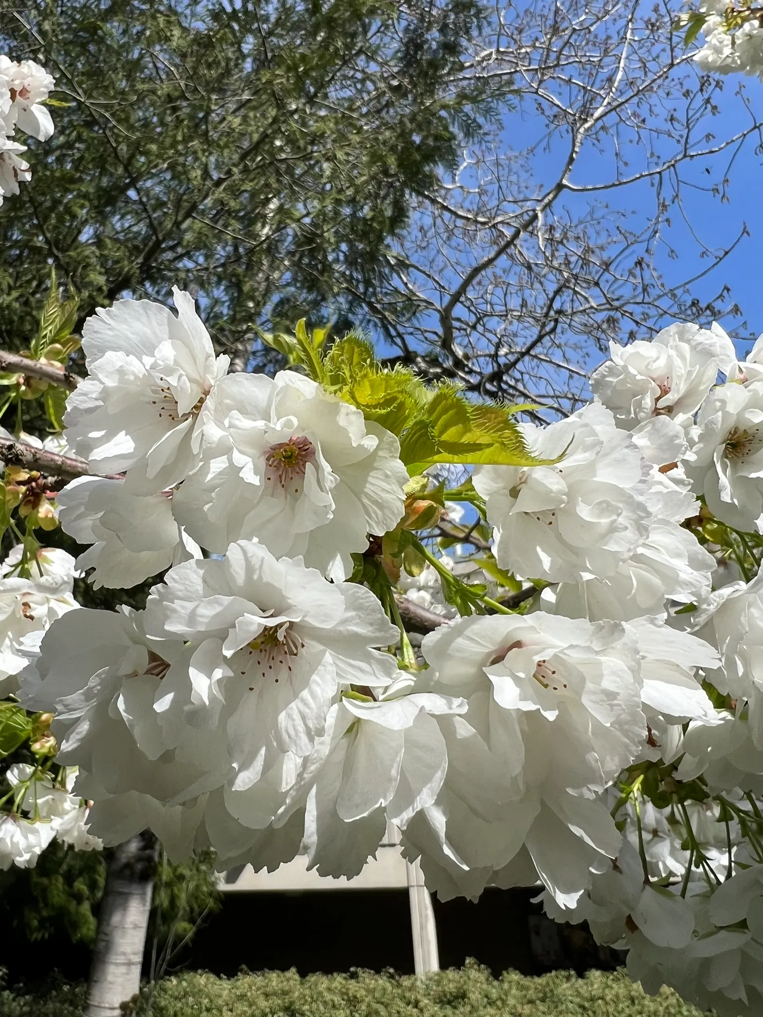Prunus 'Shirotae', Mt. Fuji flowering cherry