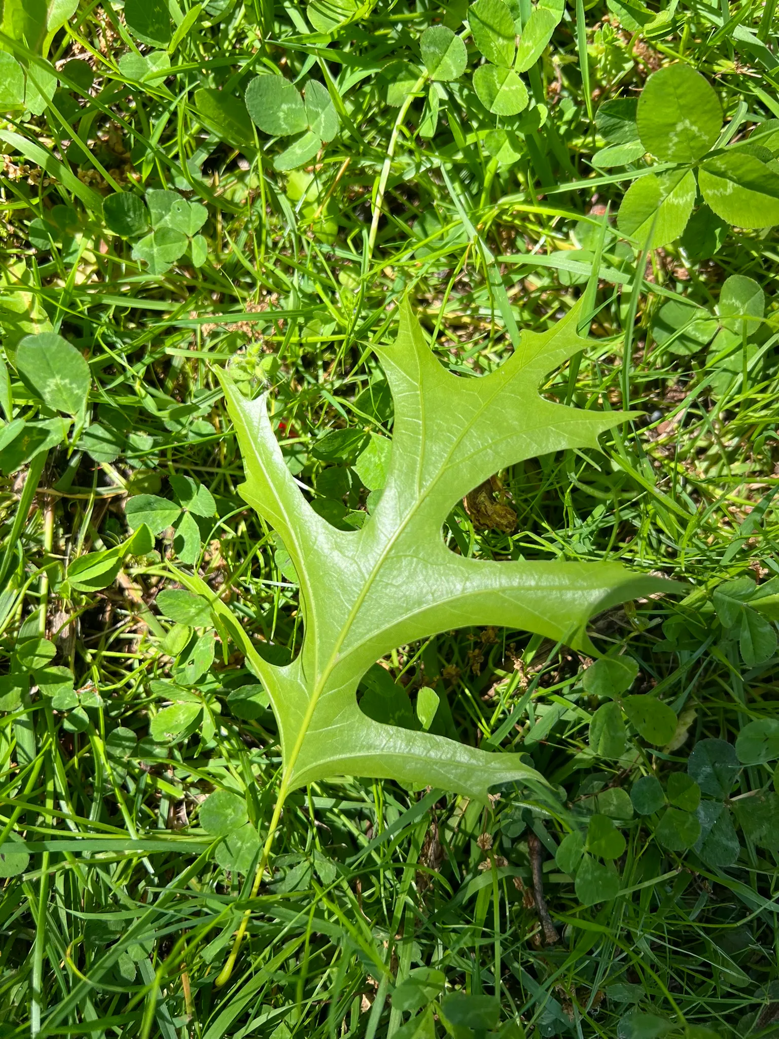 Quercus rubra, red oak