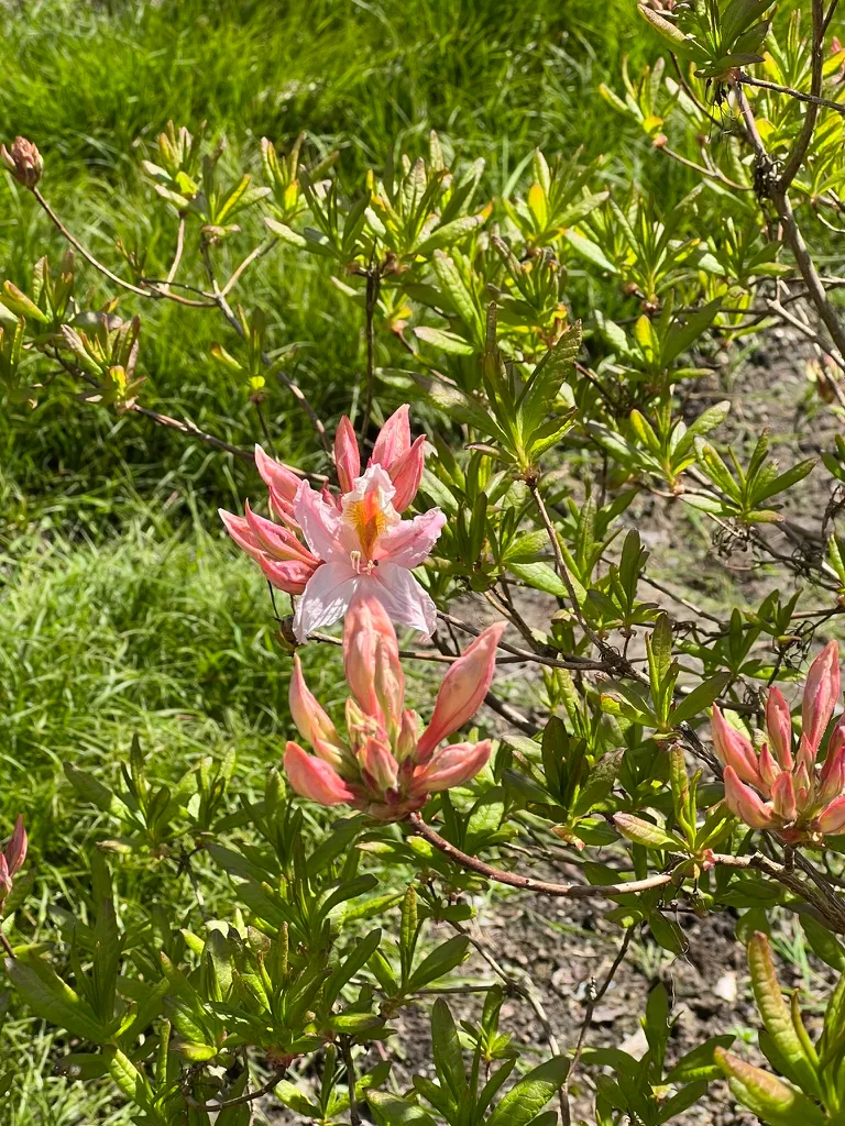 Rhododendron occidentale, western azalea