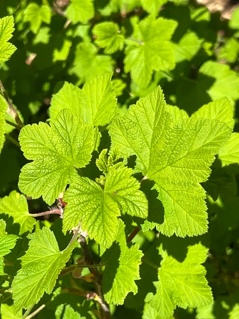 Ribes sanguineum, red flowering currant