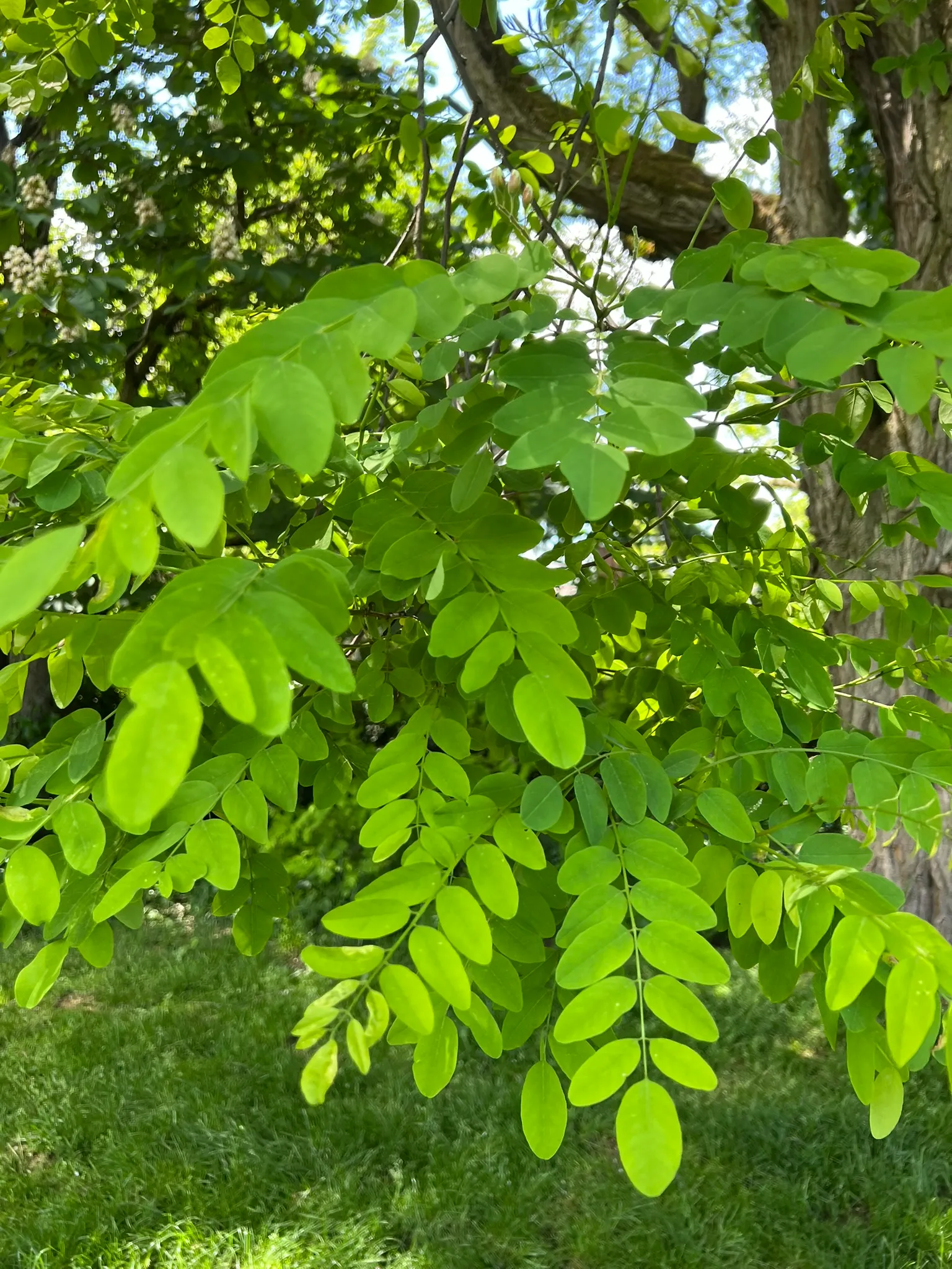 Robinia pseudoacacia, black locust
