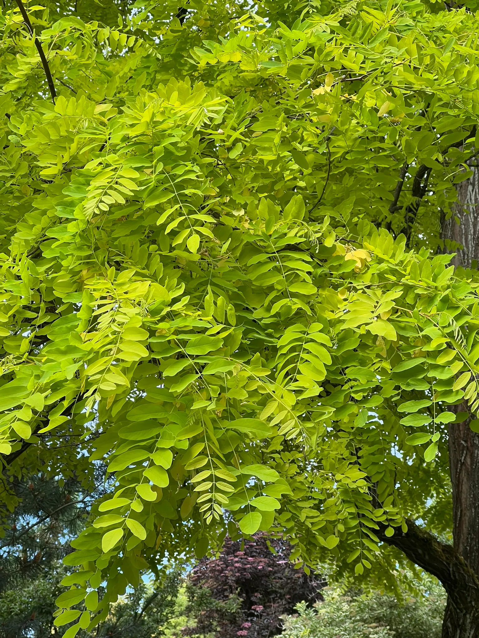 Robinia pseudoacacia 'Frisia', golden black locust