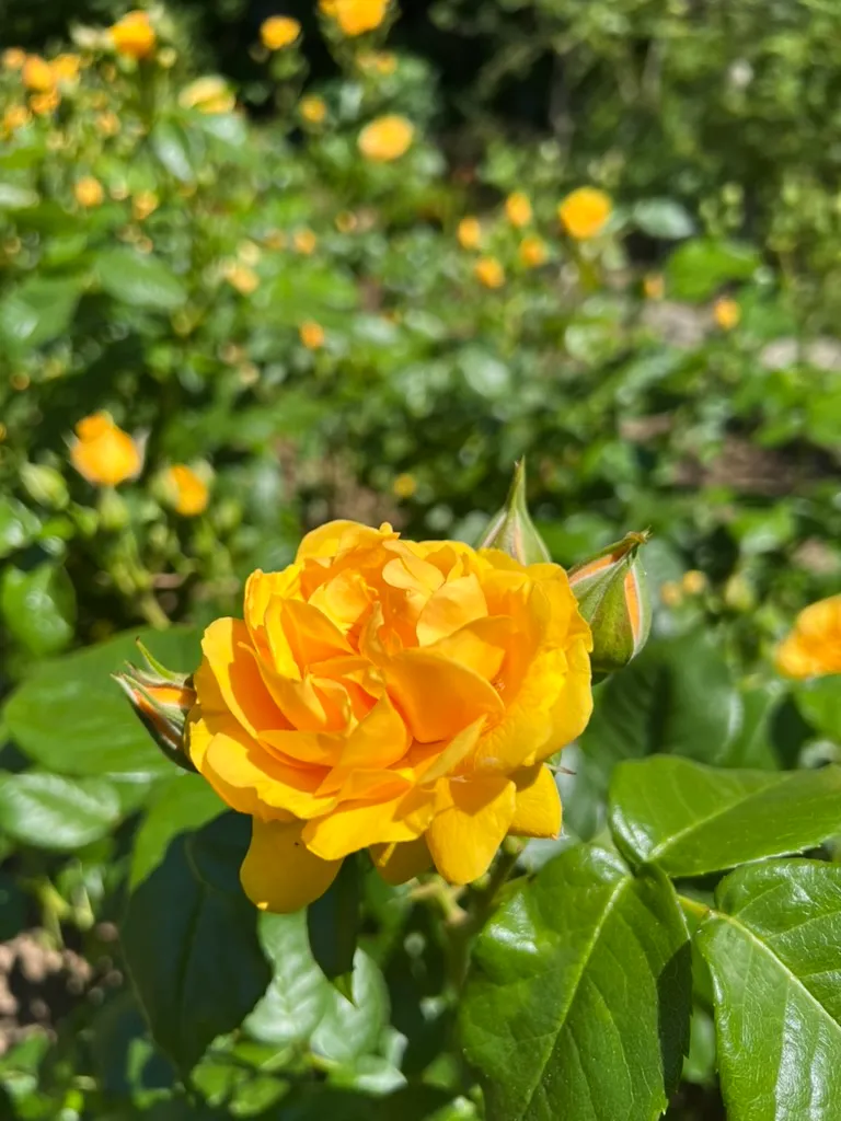 Rosa, floribunda roses