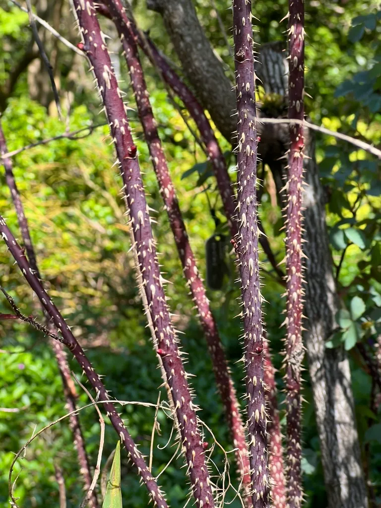 Rosa glauca, redleaf rose