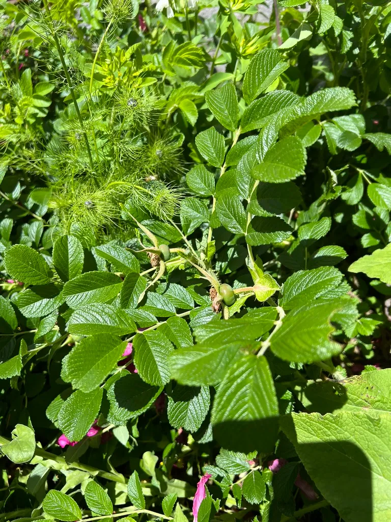 Rosa rugosa, rugosa rose