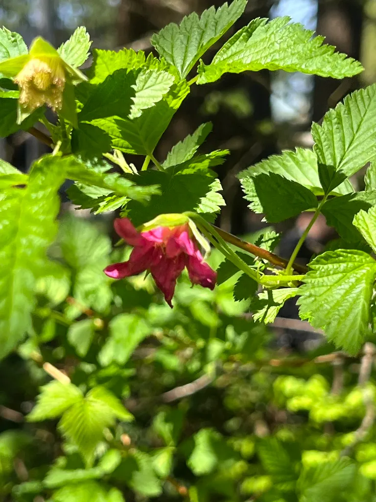 Rubus spectabilis, salmonberry