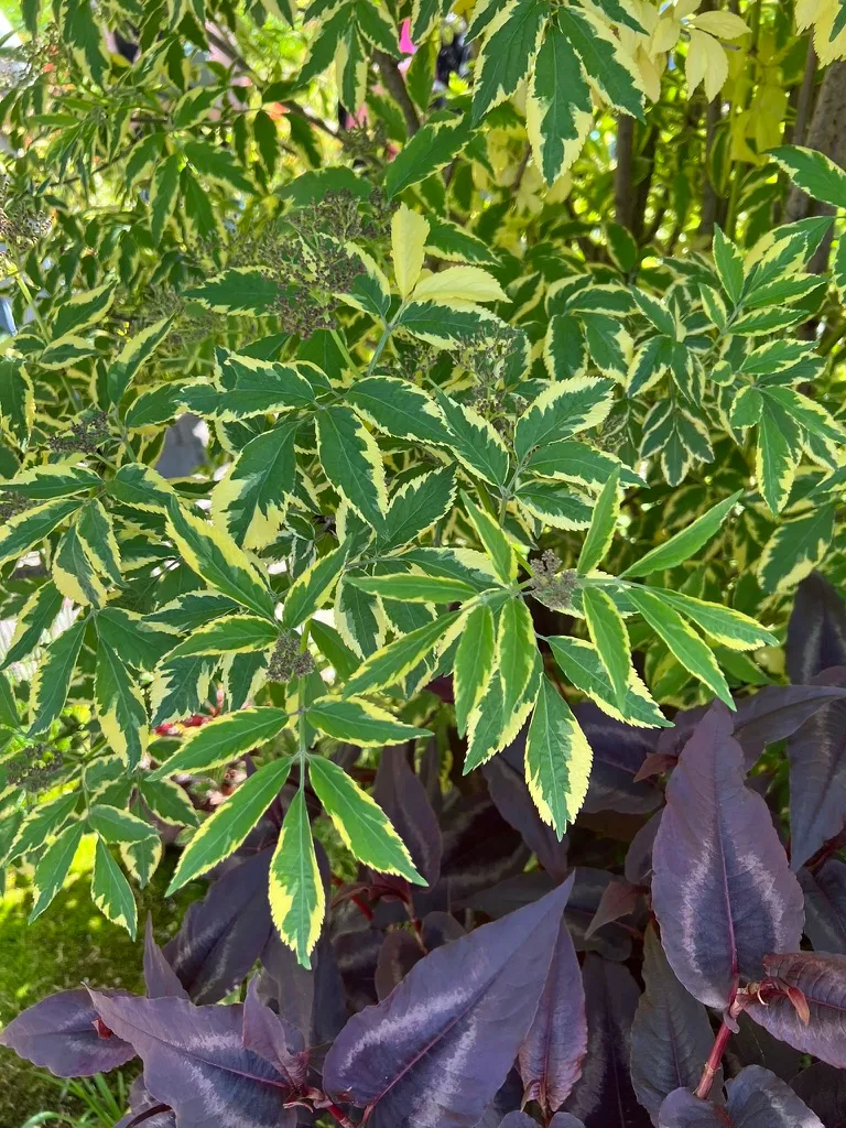 Sambucus spp., elderberry
