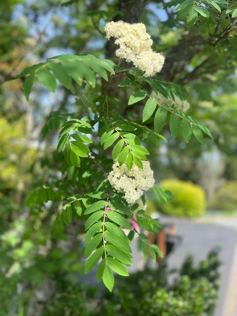 Sorbus aucuparia, European mountain ash
