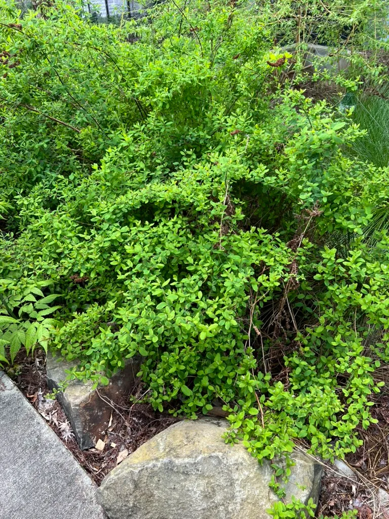 Spiraea douglasii, western spirea