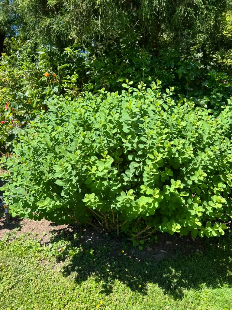 Spiraea vanhouttei, Vanhoutte spirea