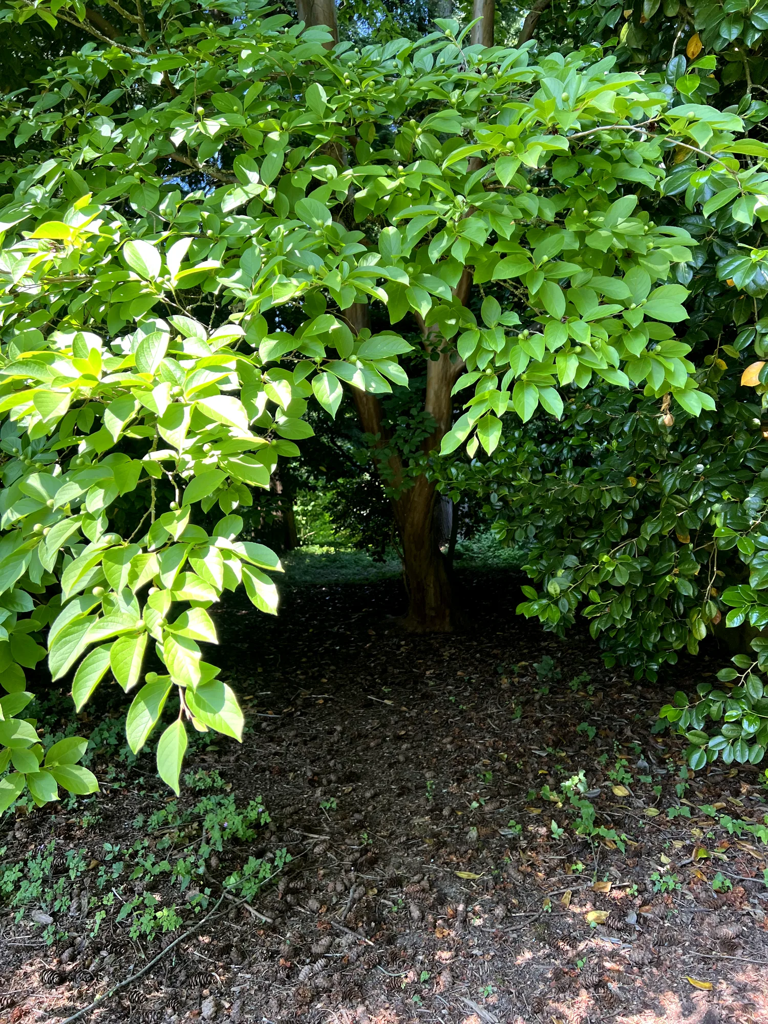 Stewartia pseudocamellia, Japanese stewartia — upright deciduous (Theaceae) (image 2 of 36)