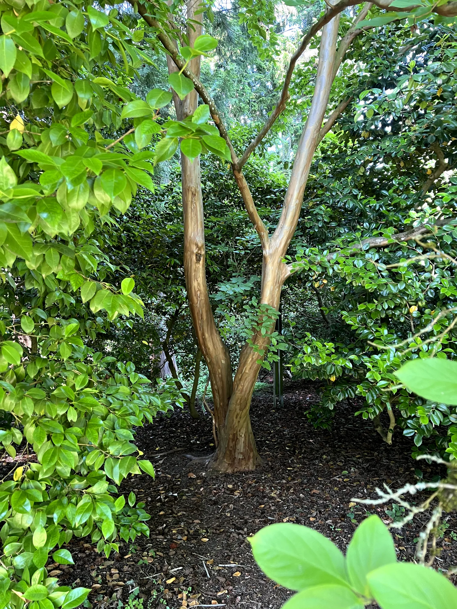 Stewartia pseudocamellia, Japanese stewartia — upright deciduous (Theaceae) (image 4 of 36)