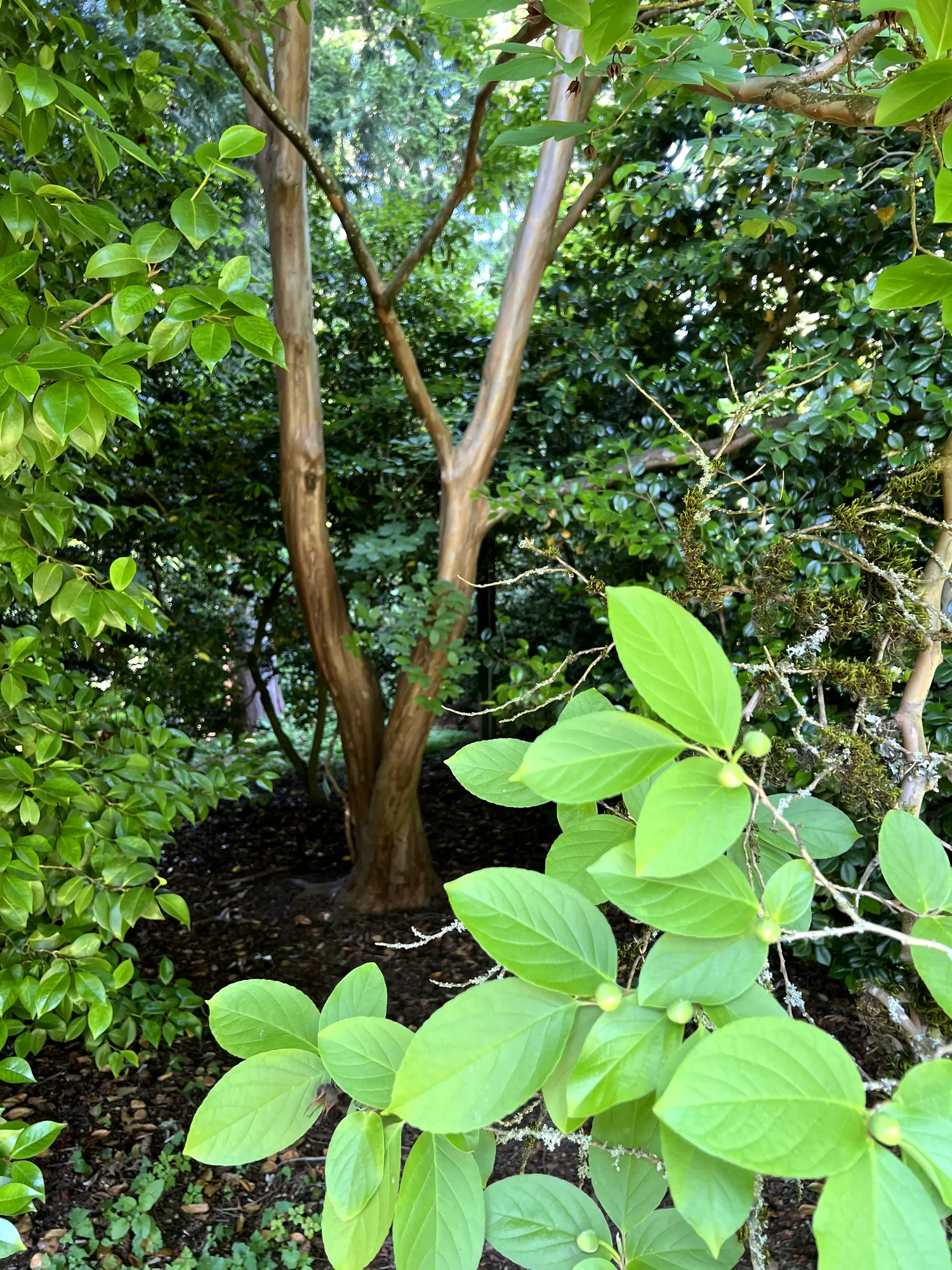Stewartia pseudocamellia, Japanese stewartia — upright deciduous (Theaceae) (image 5 of 36)