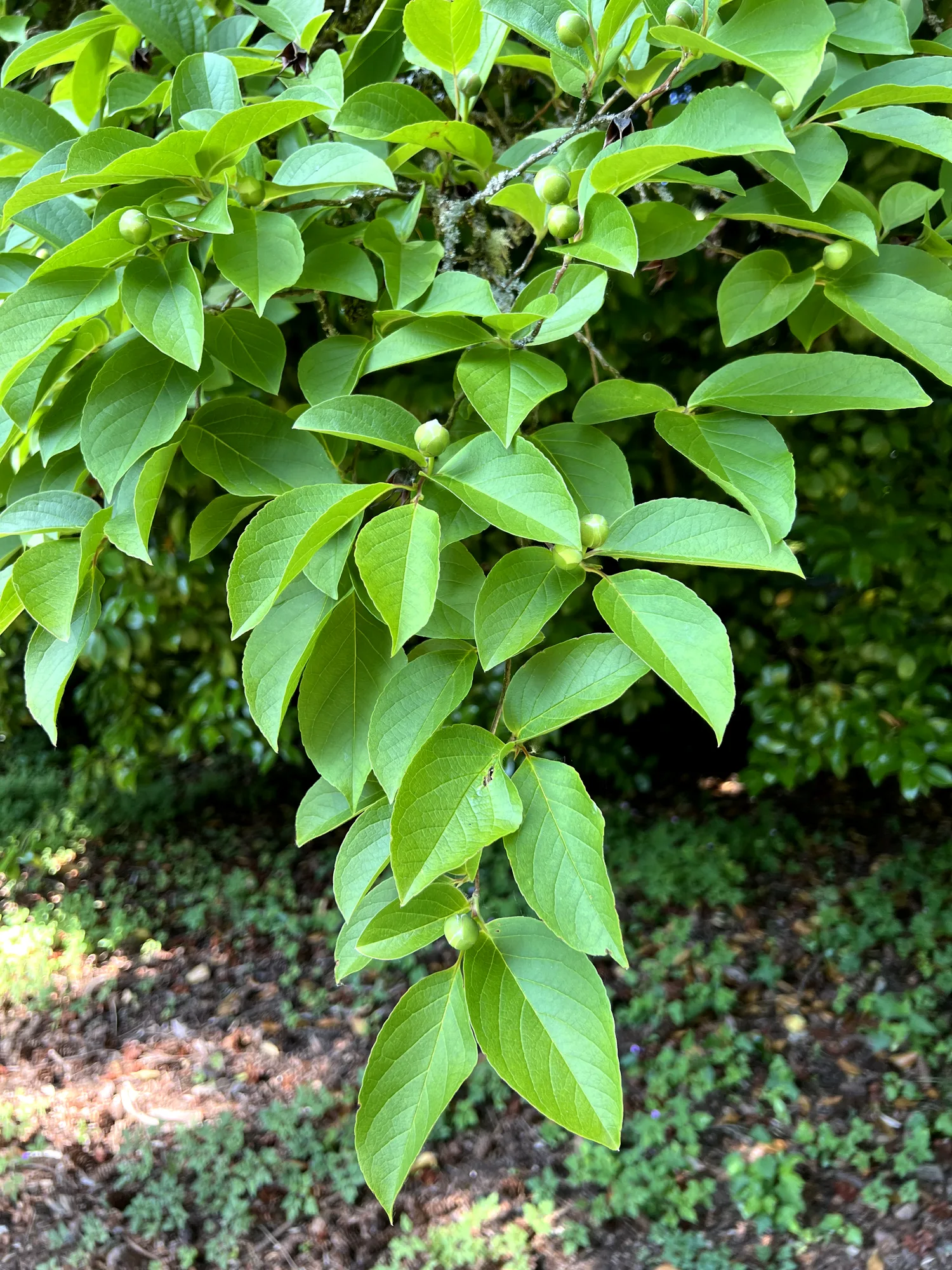Stewartia pseudocamellia, Japanese stewartia — upright deciduous (Theaceae) (image 6 of 36)