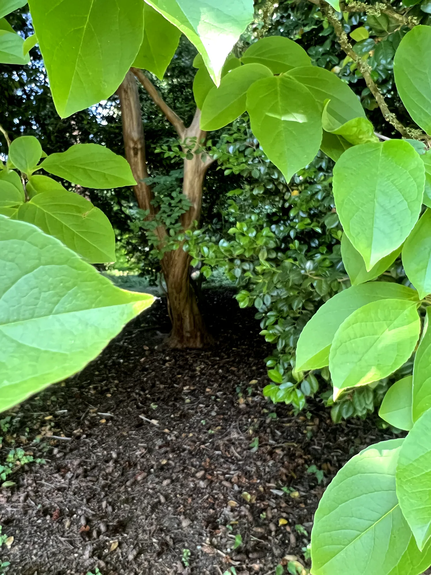 Stewartia pseudocamellia, Japanese stewartia — upright deciduous (Theaceae) (image 8 of 36)