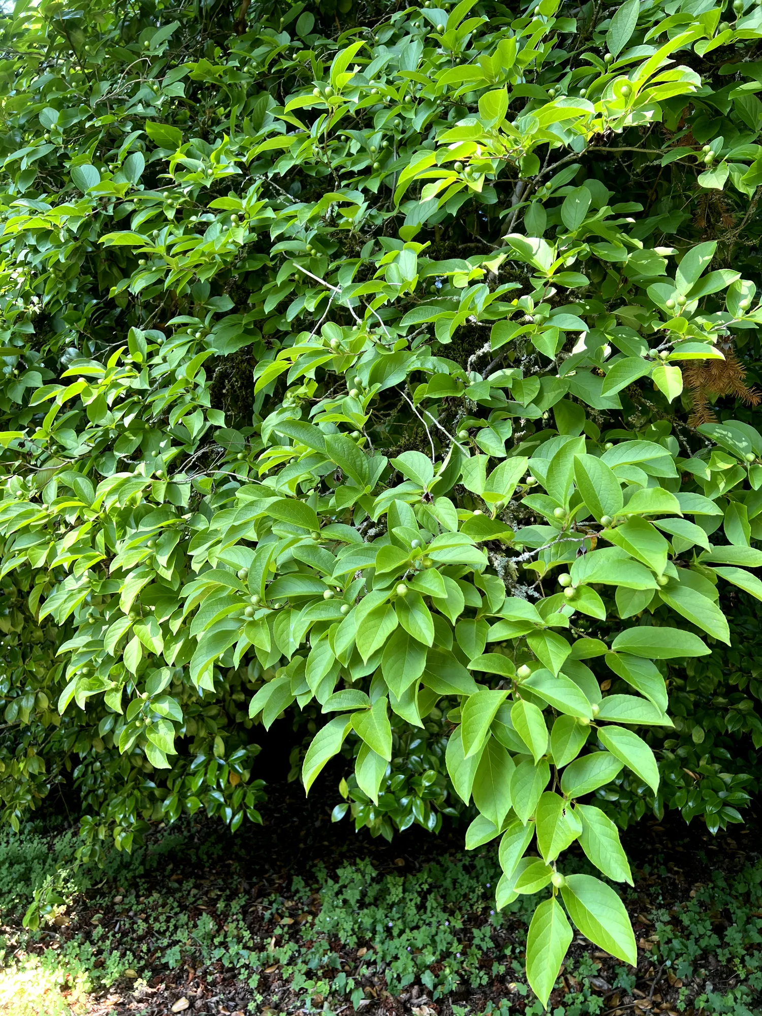 Stewartia pseudocamellia, Japanese stewartia — upright deciduous (Theaceae) (image 13 of 36)