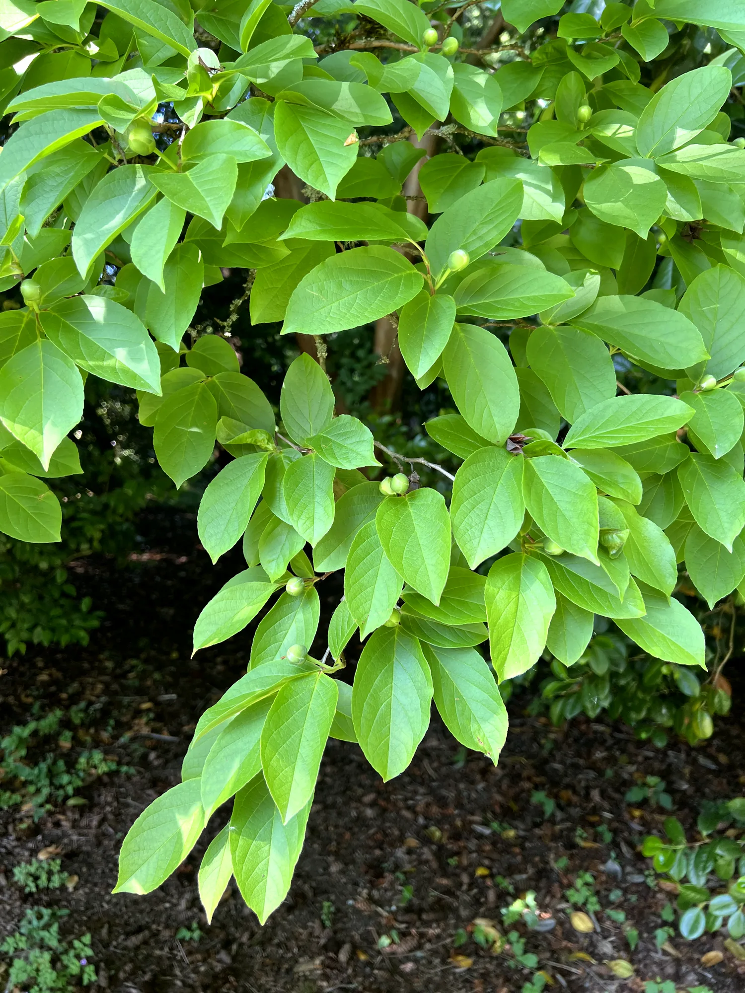 Stewartia pseudocamellia, Japanese stewartia — upright deciduous (Theaceae) (image 19 of 36)