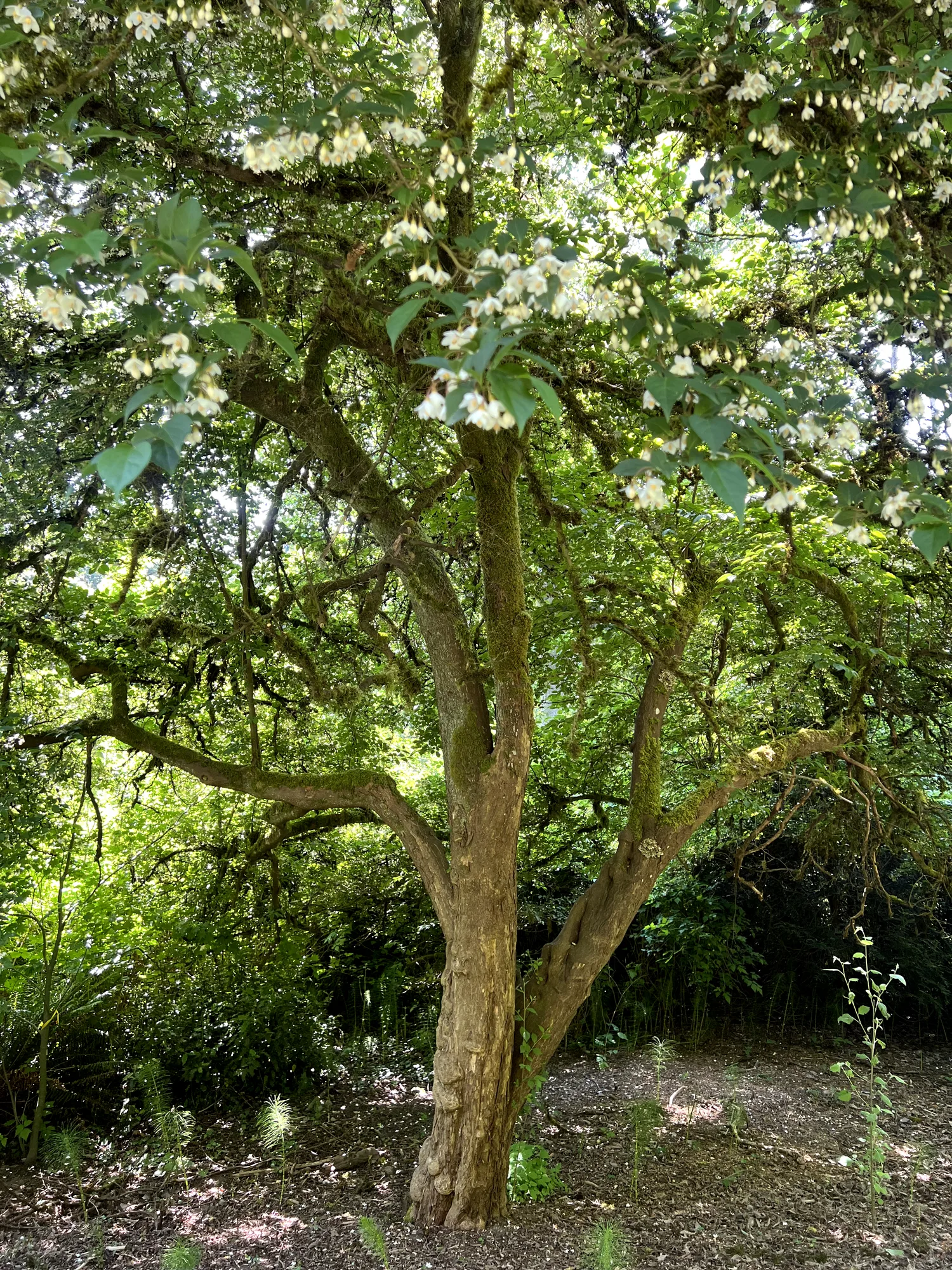 Styrax japonicus, Japanese snowdrop tree — spreading deciduous (Styracaceae) (image 4 of 28)