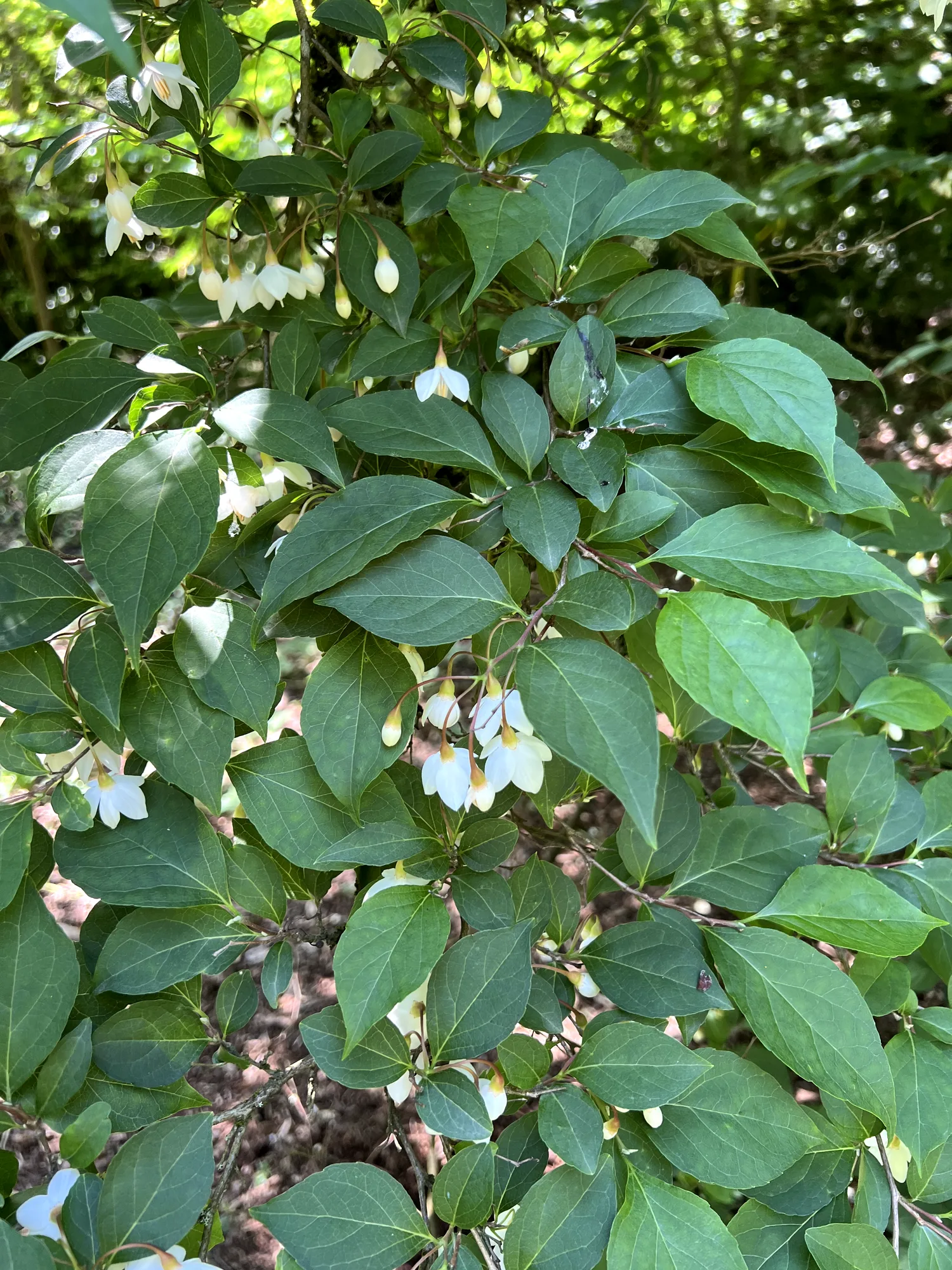 Styrax japonicus, Japanese snowdrop tree — spreading deciduous (Styracaceae) (image 5 of 28)