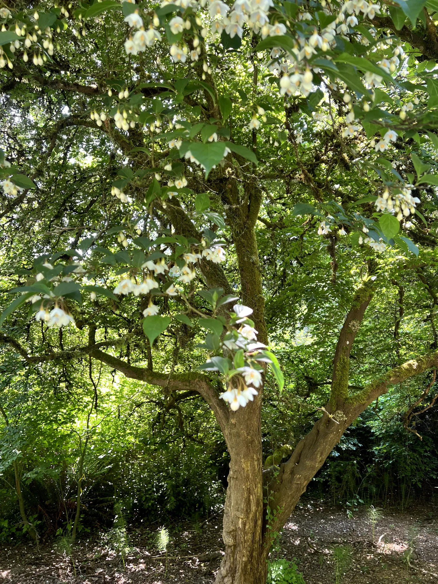 Styrax japonicus, Japanese snowdrop tree — spreading deciduous (Styracaceae) (image 9 of 28)