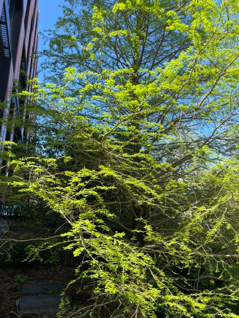 Taxodium distichum, bald cypress