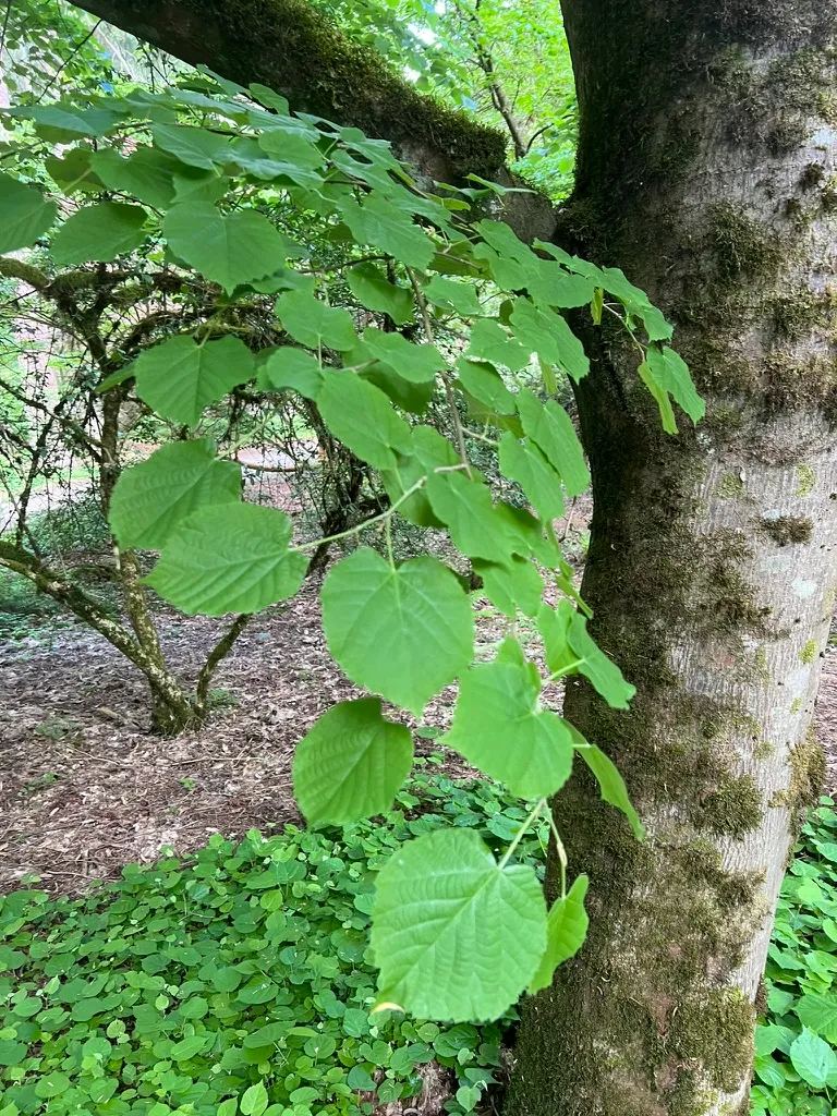 Tilia americana, basswood