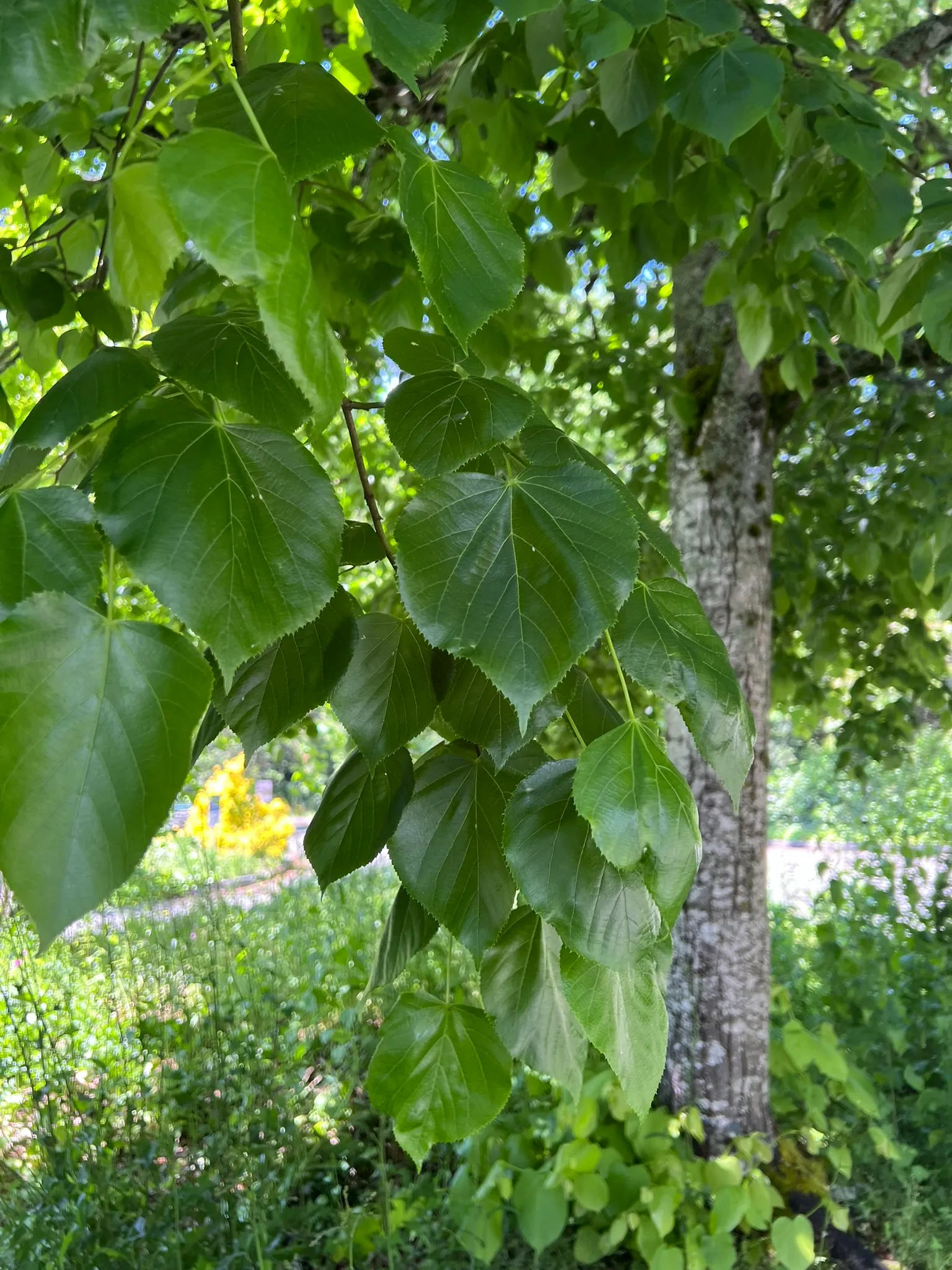 Tilia cordata, little‑leaf linden