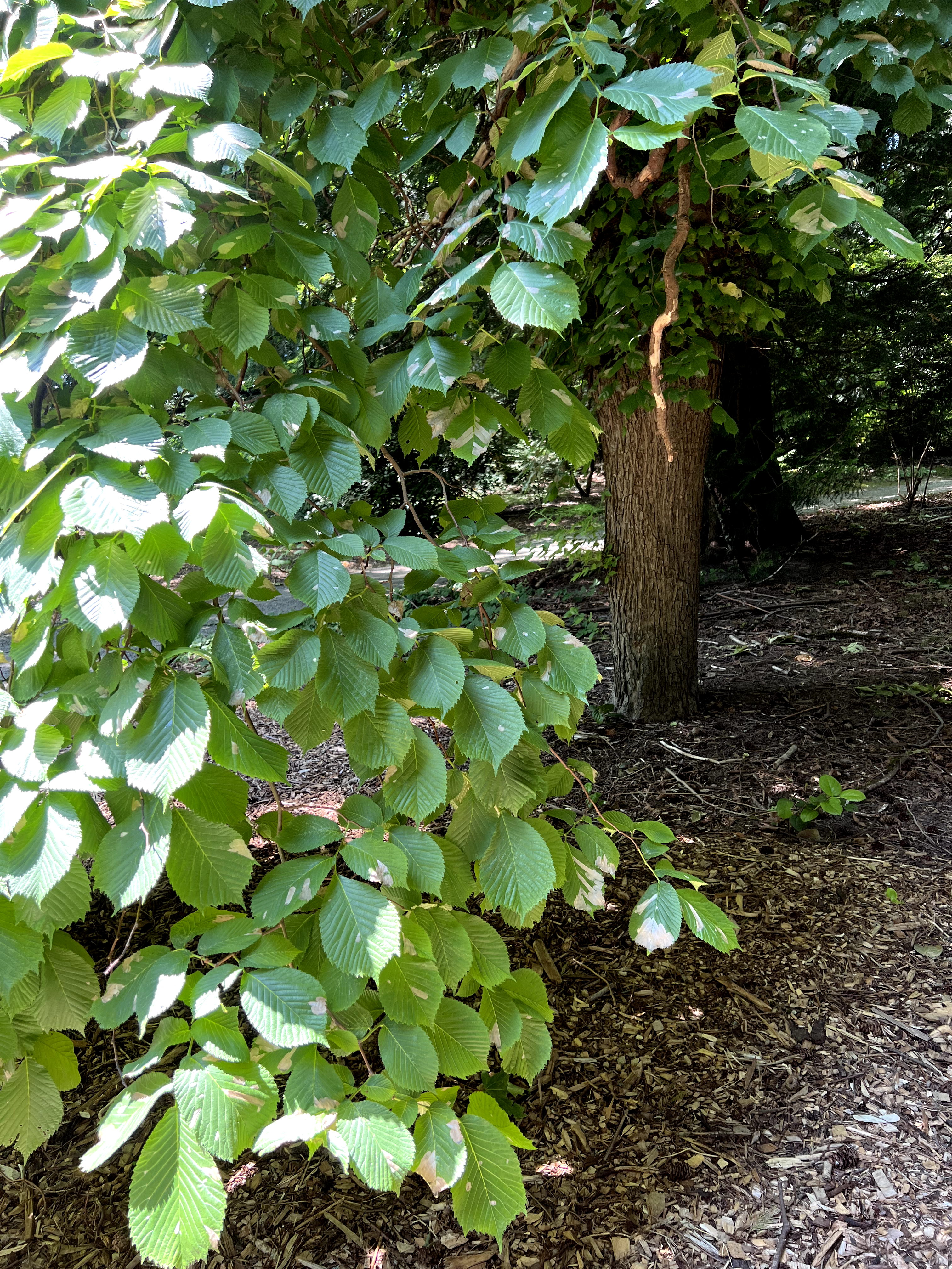 Ulmus glabra 'Camperdownii', Camperdown elm