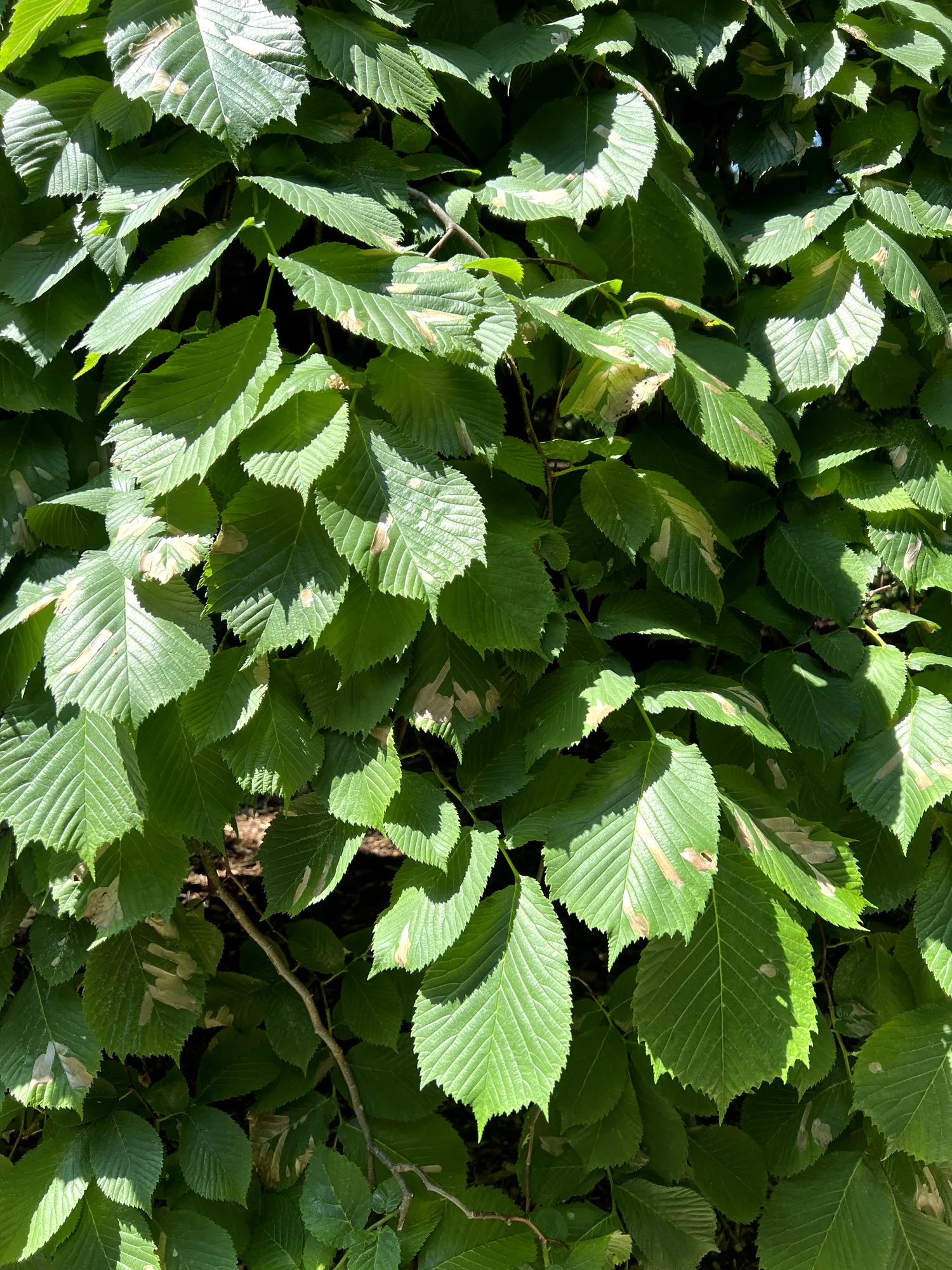 Ulmus glabra 'Camperdownii', Camperdown elm — trailing deciduous (Ulmaceae) (image 2 of 15)