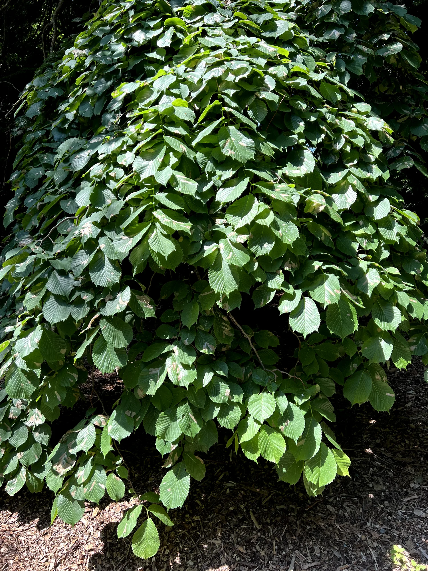 Ulmus glabra 'Camperdownii', Camperdown elm — trailing deciduous (Ulmaceae) (image 6 of 15)
