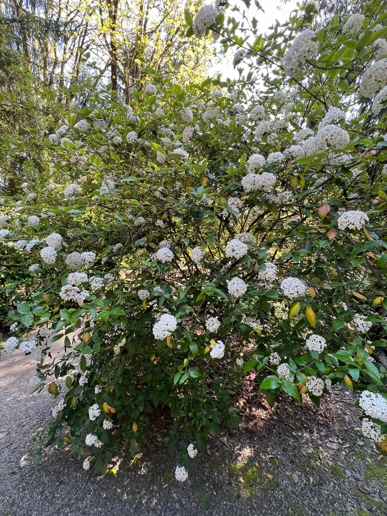 Viburnum burkwoodii, Burkwood viburnum