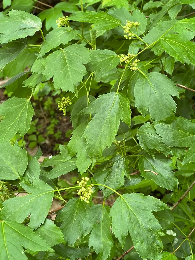 Viburnum opulus var. americanum, American cranberry bush
