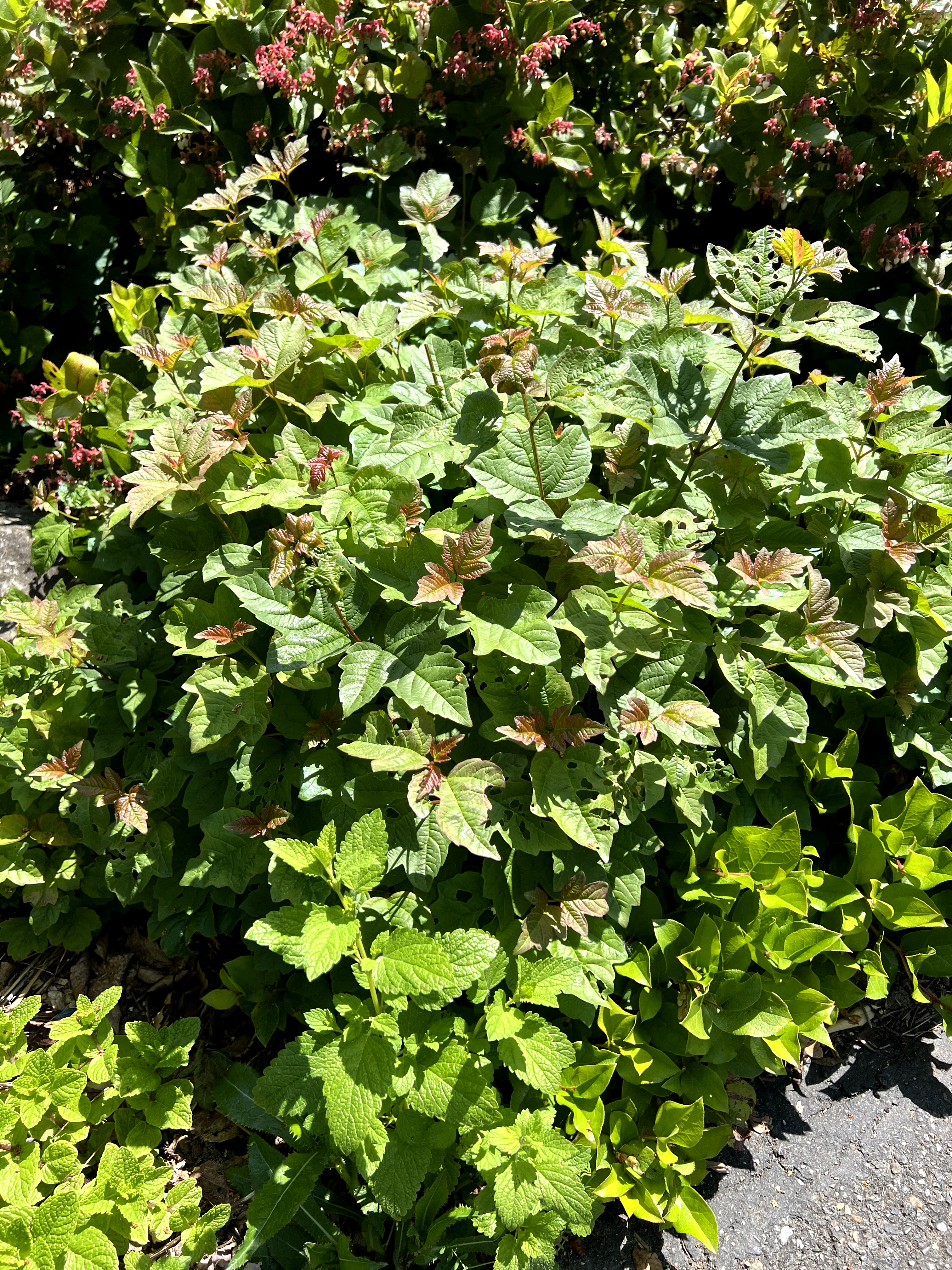 Viburnum opulus 'Nanum', dwarf European cranberry bush