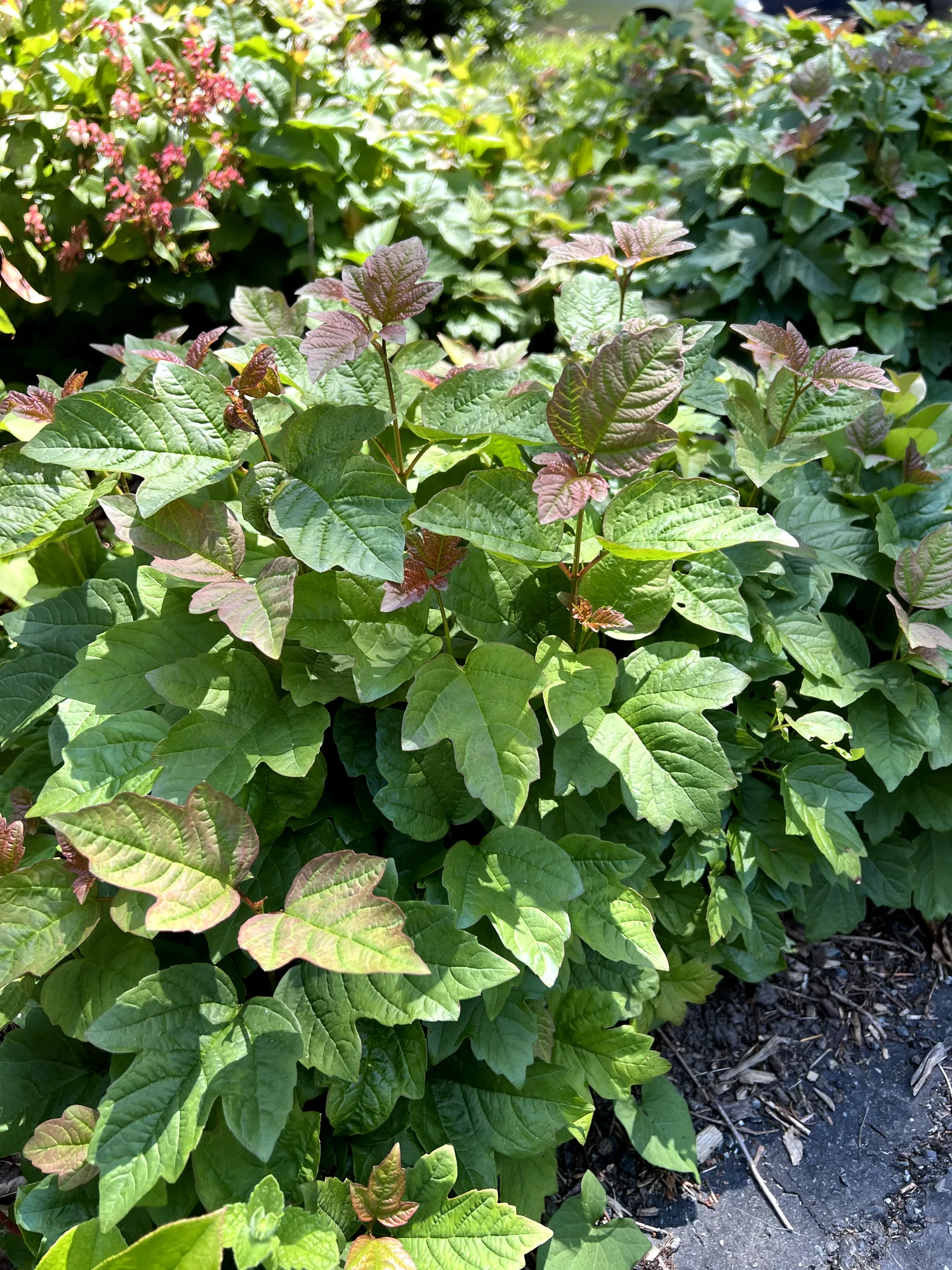 Viburnum opulus 'Nanum', dwarf European cranberry bush — mounding deciduous (Viburnaceae) (image 2 of 18)