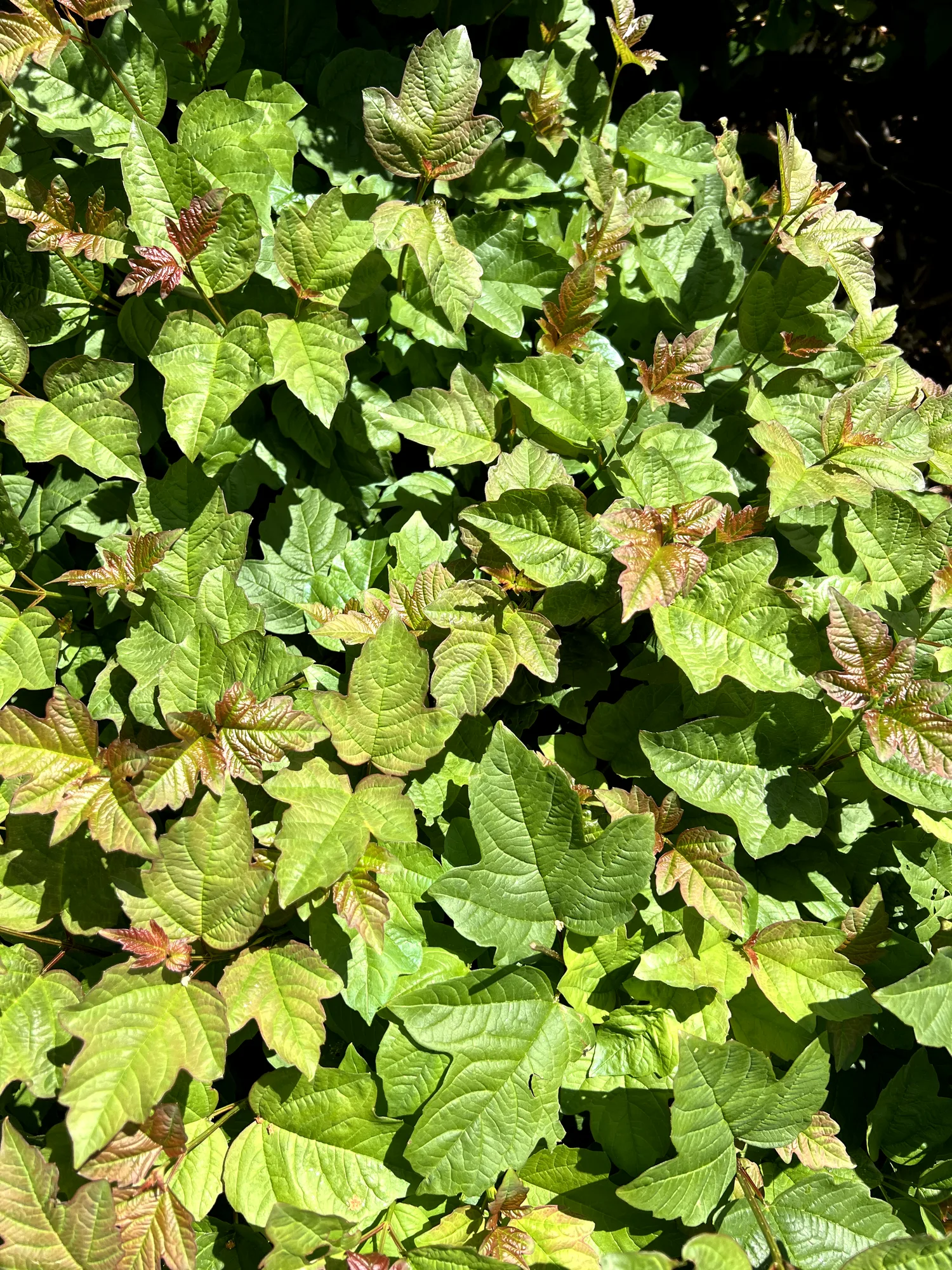 Viburnum opulus 'Nanum', dwarf European cranberry bush — mounding deciduous (Viburnaceae) (image 3 of 18)