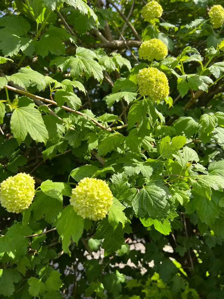 Viburnum opulus 'Roseum', European cranberry bush