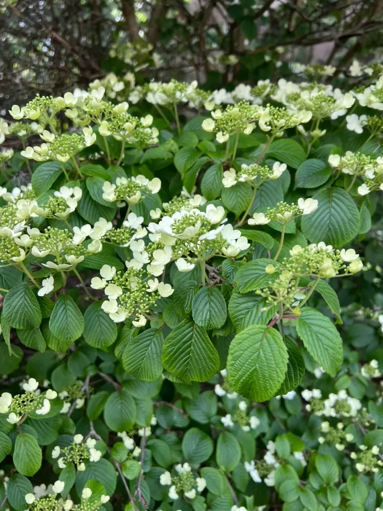 Viburnum plicatum f. tomentosum, doublefile viburnum