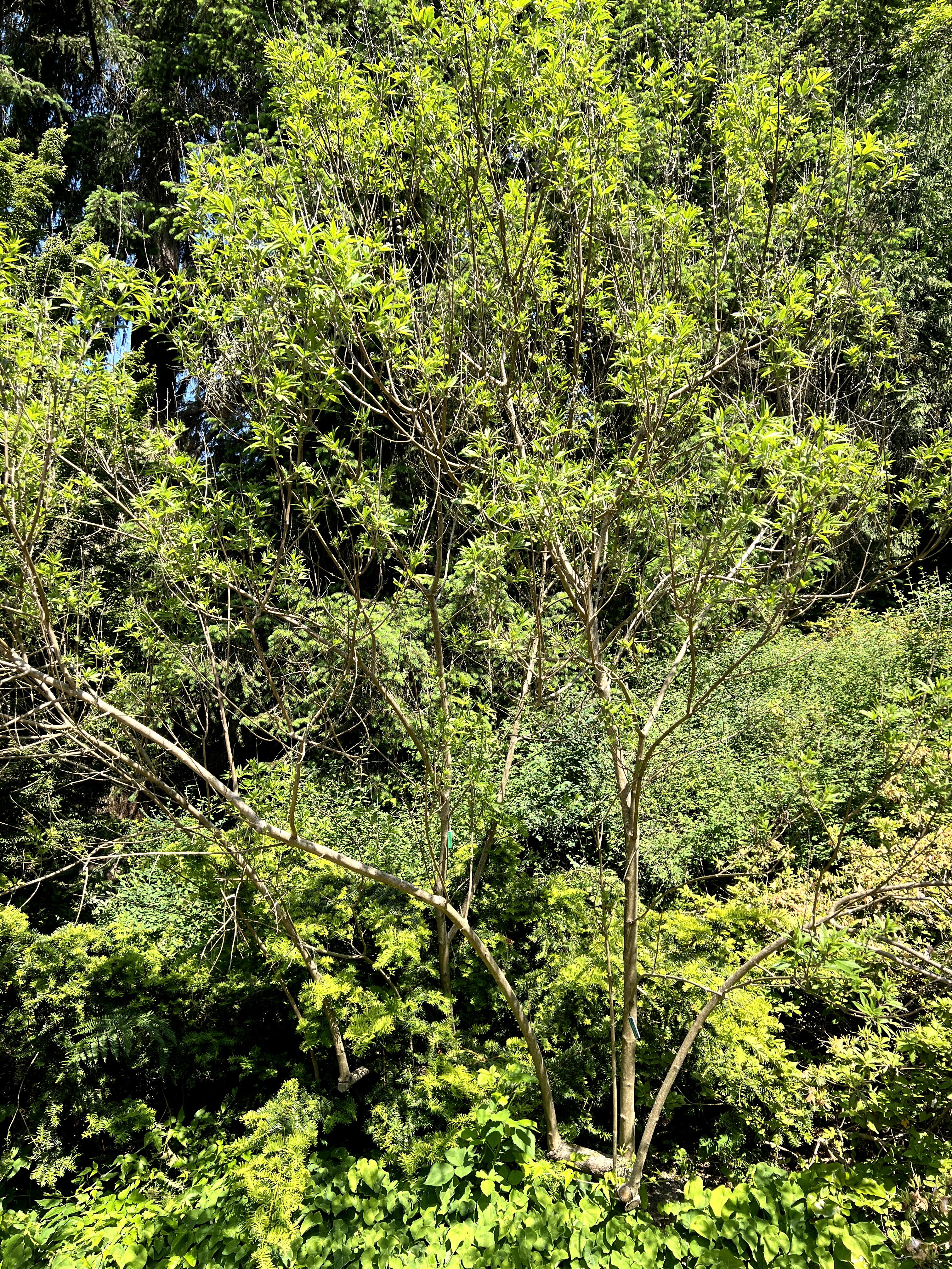 Vitex agnus-castus, chaste tree