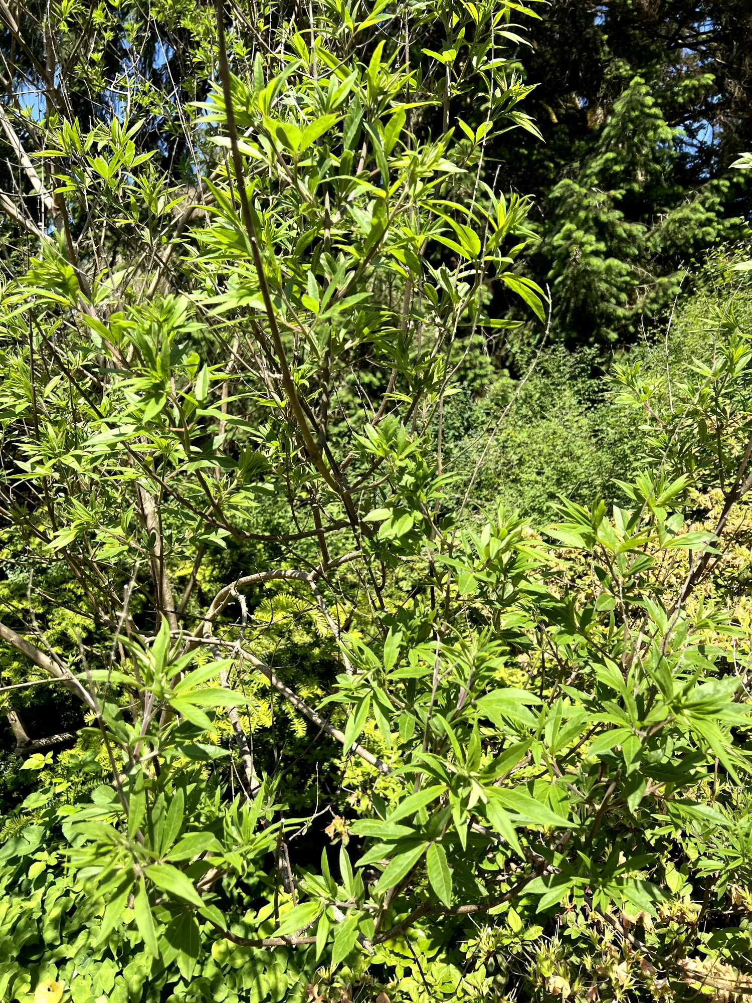 Vitex agnus-castus, chaste tree — upright deciduous (Lamiaceae) (image 2 of 14)